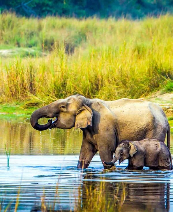 Wildlife Jungle Safari