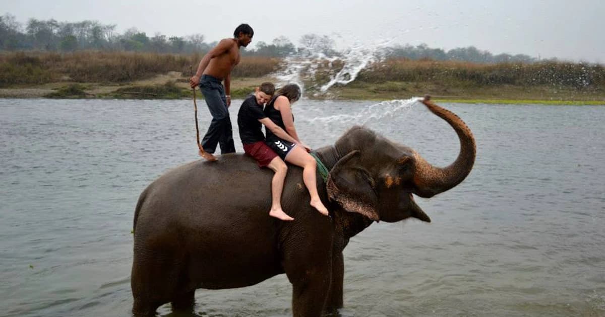 elephant bathing jungle safari in chitwan nepal