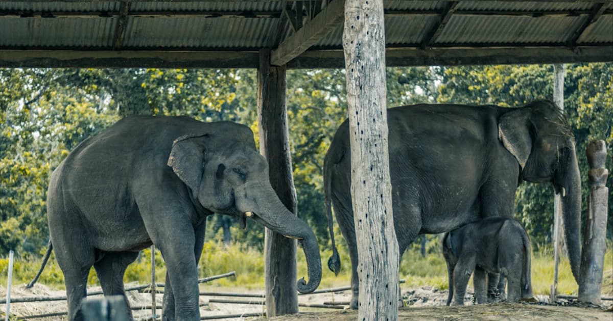 elephant in Chitwan Nepal