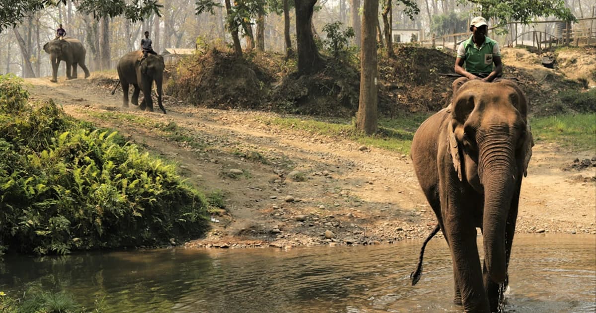 elephant ride in Nepal Chitwan national park