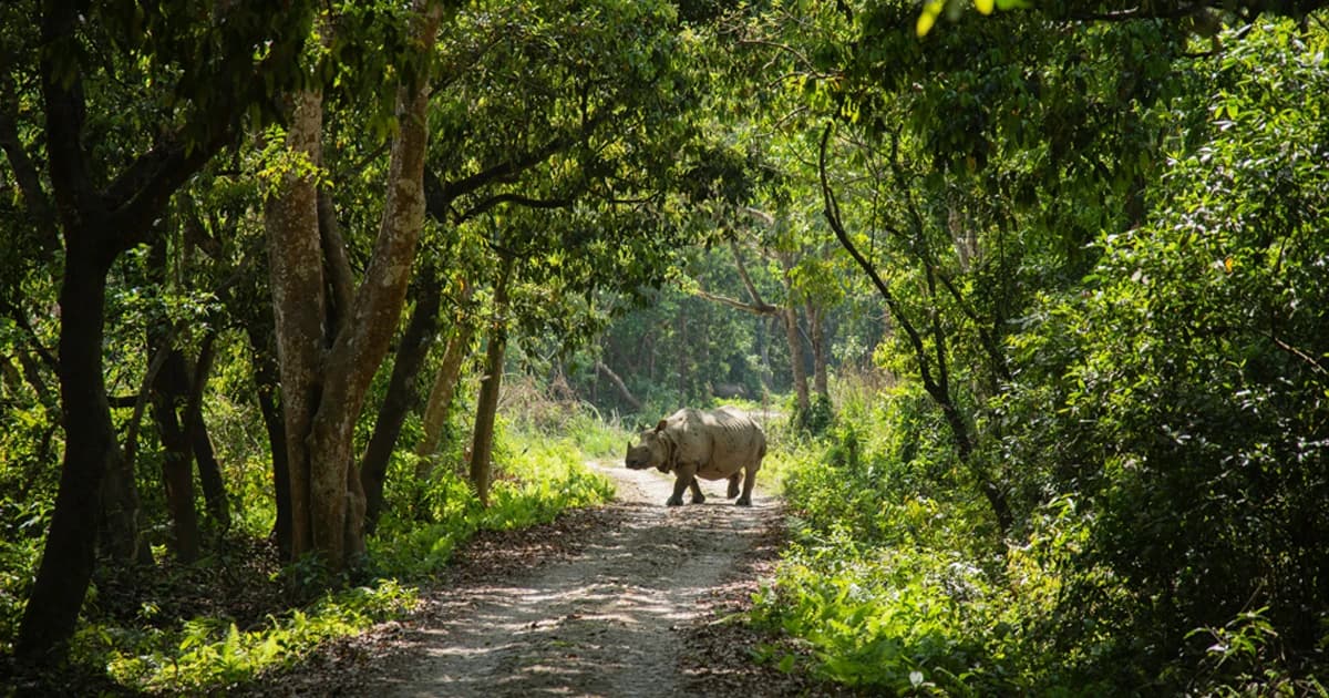 rhino in the Chitwan national park