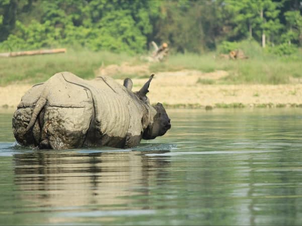 Chitwan national park rhino