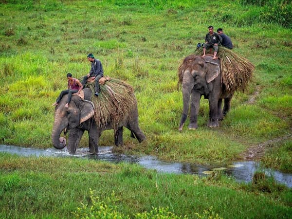 elephant walking to the elephant bathing center